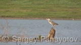 Video of Grey Heron - Grey Heron hunting fish in the lake